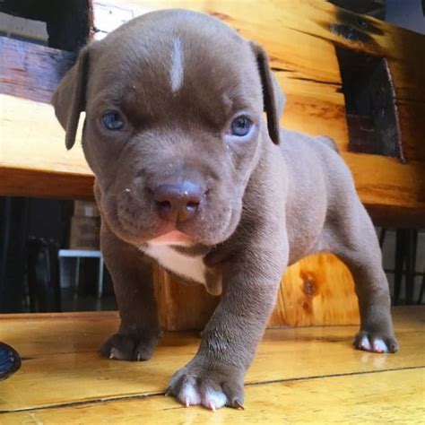 Their size at eight weeks gives little clue to what they will become. . Craigslist pitbull puppies